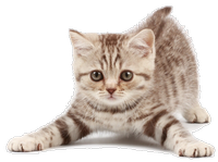 a playful tabby kitten